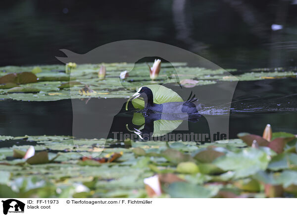 Blsshuhn / black coot / FF-11973