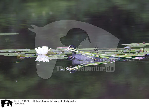 Blsshuhn / black coot / FF-11980