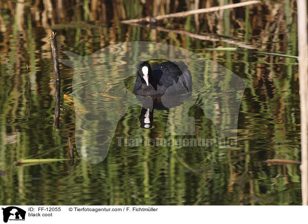 Blsshuhn / black coot / FF-12055