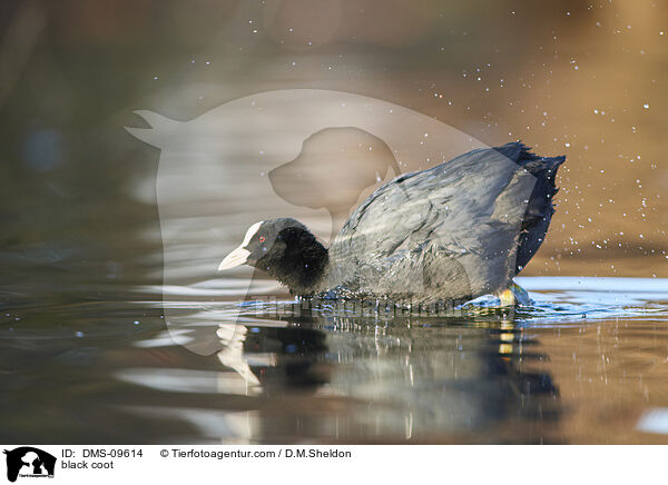 Blsshuhn / black coot / DMS-09614