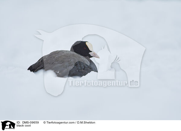 Blsshuhn / black coot / DMS-09659