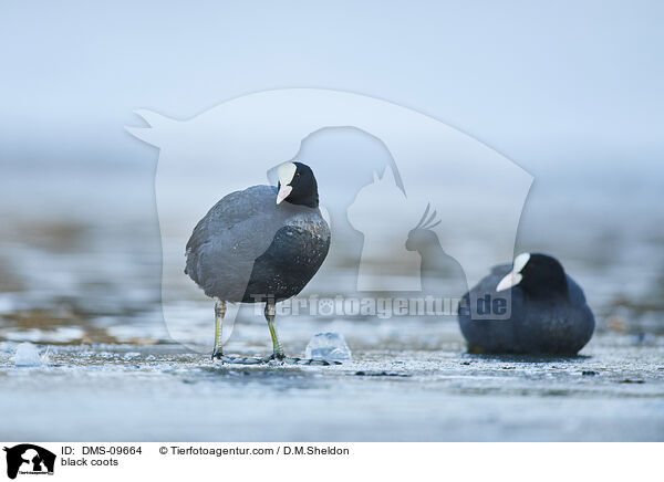 Blsshhner / black coots / DMS-09664
