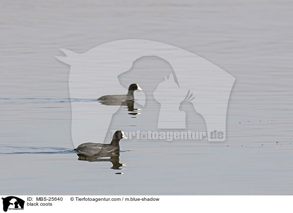 Blsshhner / black coots / MBS-25640