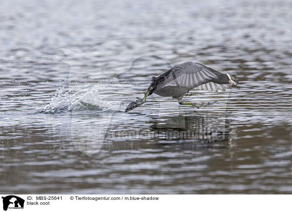 Blsshuhn / black coot / MBS-25641
