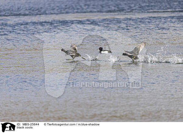Blsshhner / black coots / MBS-25644