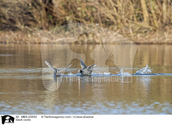 Blsshhner / black coots / MBS-25650