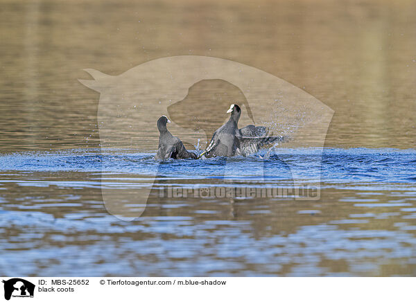 Blsshhner / black coots / MBS-25652