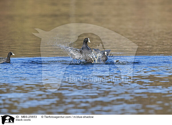 Blsshhner / black coots / MBS-25653
