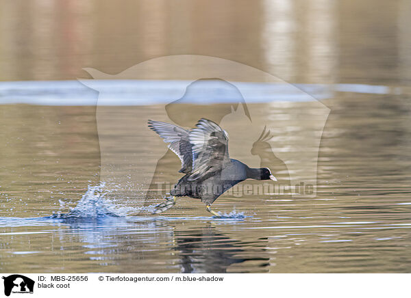 Blsshuhn / black coot / MBS-25656