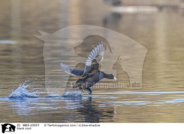 Blsshuhn / black coot / MBS-25657