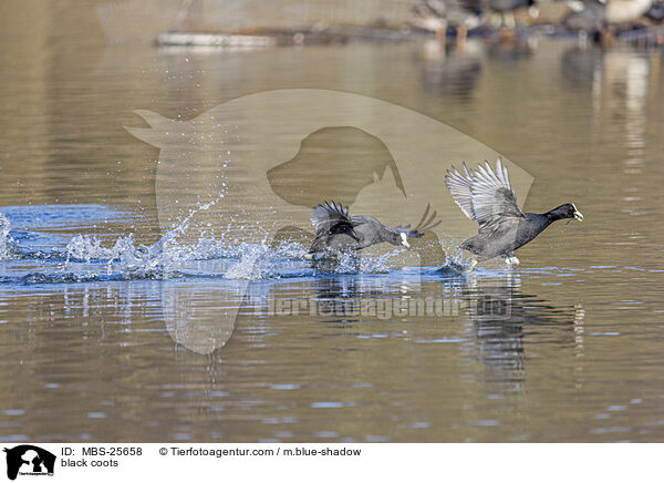Blsshhner / black coots / MBS-25658