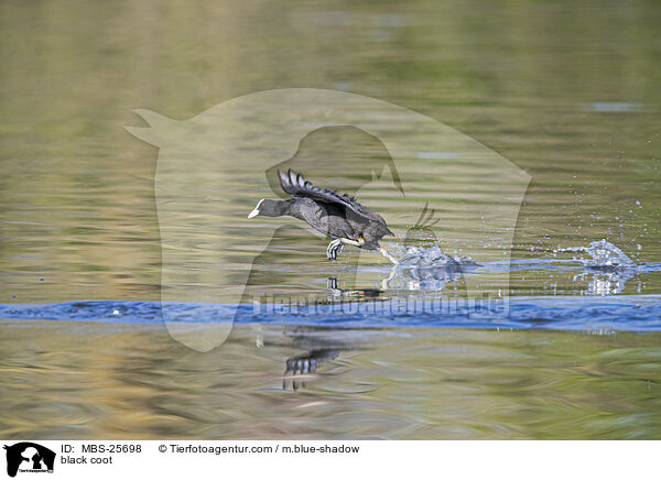 Blsshuhn / black coot / MBS-25698