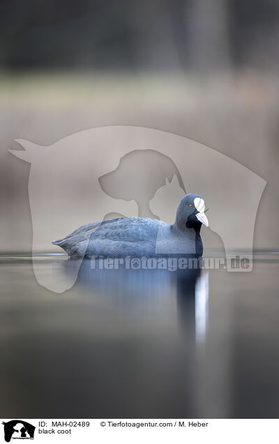 Blsshuhn / black coot / MAH-02489