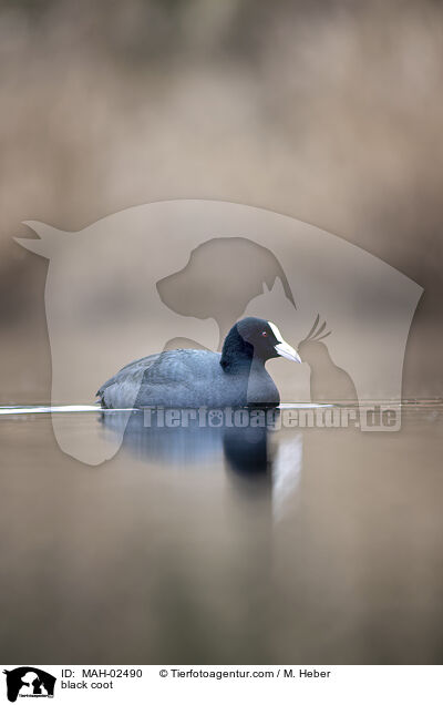 Blsshuhn / black coot / MAH-02490