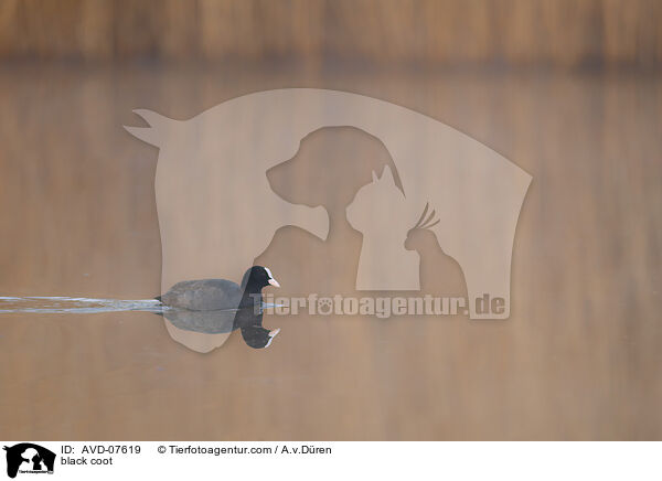 Blsshuhn / black coot / AVD-07619