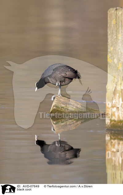 Blsshuhn / black coot / AVD-07649