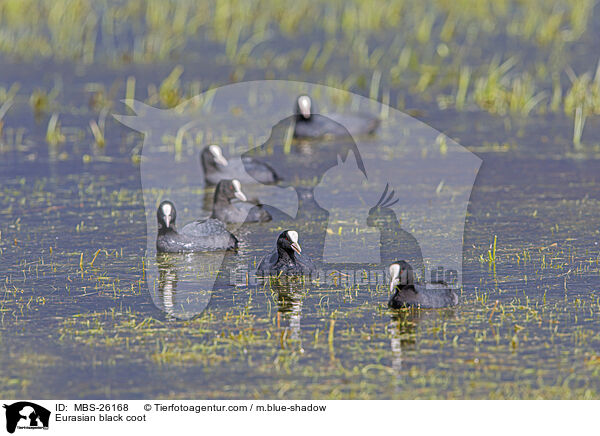 Blsshuhn / Eurasian black coot / MBS-26168