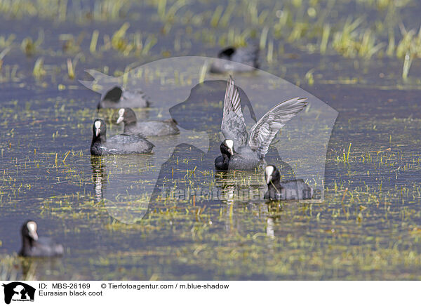 Blsshuhn / Eurasian black coot / MBS-26169