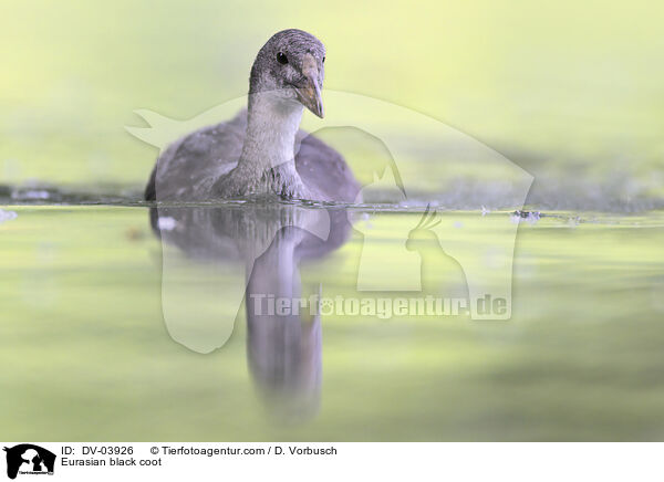 Blsshuhn / Eurasian black coot / DV-03926