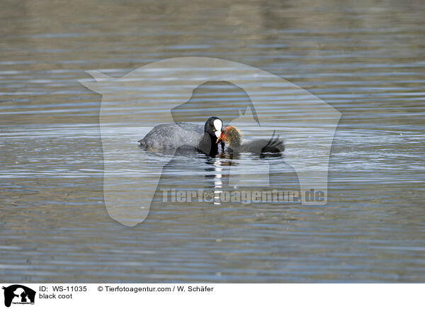 Blsshuhn / black coot / WS-11035