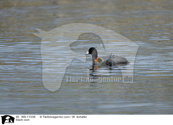 Blsshuhn / black coot / WS-11036