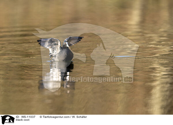 Blsshuhn / black coot / WS-11037