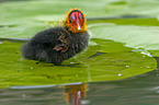 Eurasian coot chicken