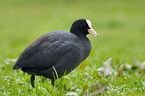 Eurasian Coot