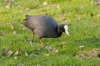 black coot