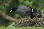 black coots