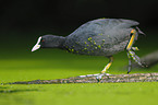 black coot