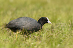 black coot