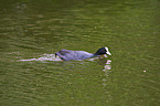 Eurasian black coot
