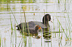 Eurasian black coots