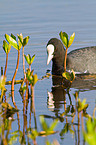 Eurasian black coot