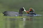 black coots