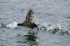 black coot
