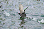 black coot