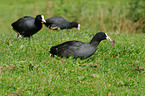 black coots