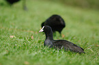 black coot
