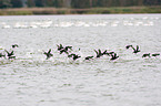 Eurasian black coots