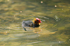 Eurasian black coot