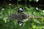 Eurasian black coot