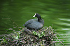 Eurasian black coot