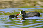 Eurasian black coots