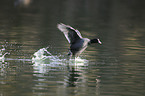 Eurasian black coot