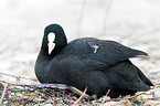 black coot