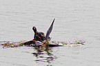 Eurasian black coot and gull