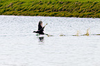 Eurasian black coot