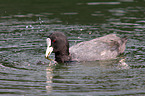 black coot